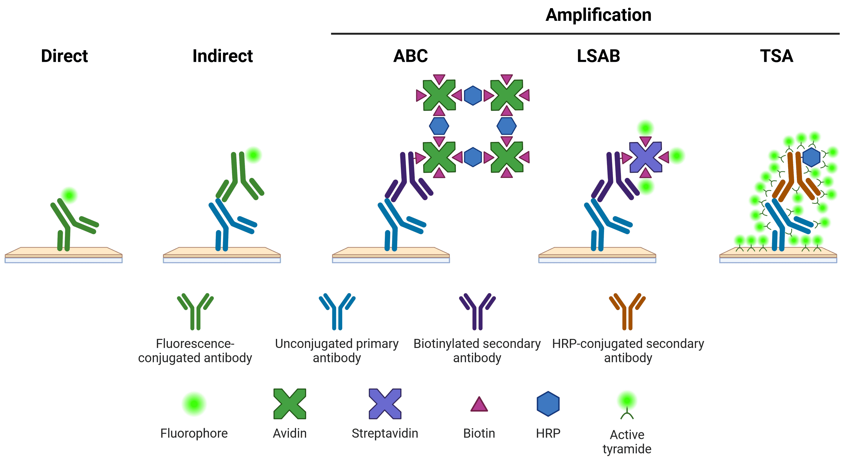 Diagram of direct, indirect, and amplified IHC
